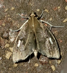 Perispasta caeculalis