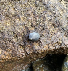 Nerita scabricosta