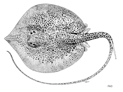 Longnose Marbled Stingray photo 1