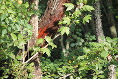 Acer rubrum