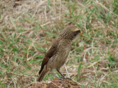 Lanius corvinus