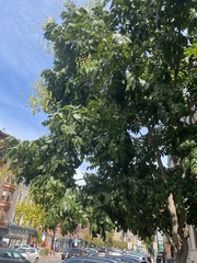 Magnoliopsida