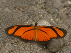 Eueides aliphera