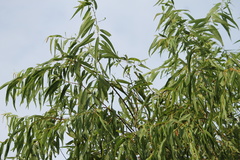 Salix nigra