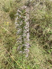 Liatris hesperelegans
