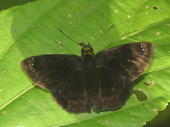 Gorgopas chlorocephala
