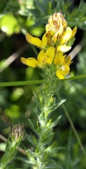 Genista tournefortii