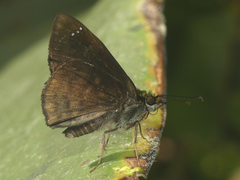Gorgopas chlorocephala