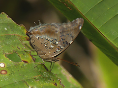 Historis acheronta