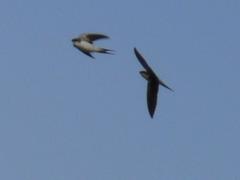 Pseudhirundo griseopyga