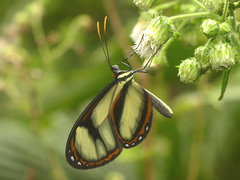 Ithomia salapia