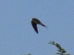 Pseudhirundo griseopyga