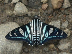 Jemadia hewitsonii