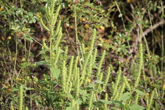 Iva annua