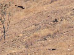 Corvus capensis capensis