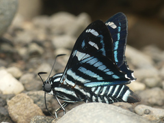 Jemadia hewitsonii