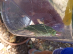 Microcentrum rhombifolium