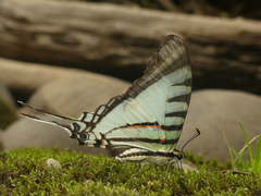 Neographium agesilaus