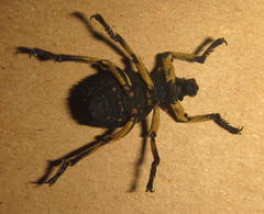 Brachycerus labrusca