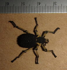 Brachycerus labrusca