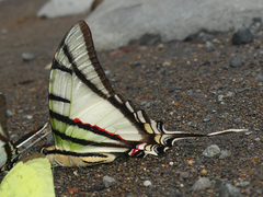 Protesilaus telesilaus