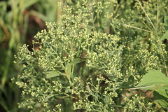 Baccharis halimifolia