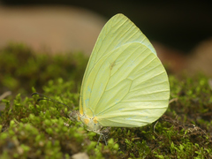 Pseudopieris viridula
