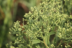 Baccharis halimifolia