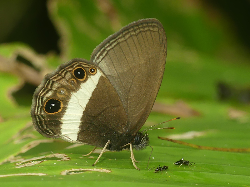 Splendeuptychia ashna