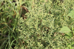 Baccharis halimifolia