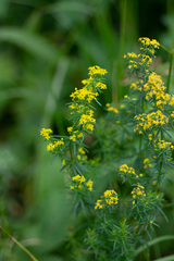 Galium densiflorum