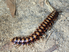 Aphelidesmidae