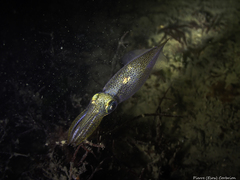 Alloteuthis subulata