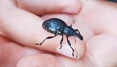 Liparus glabrirostris