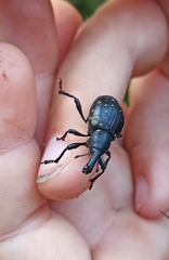 Liparus glabrirostris