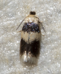 Stigmella nigriverticella