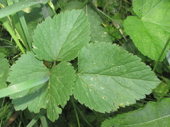 Ostericum palustre
