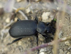 Calosoma maderae