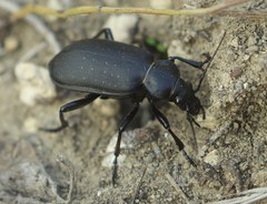 Calosoma maderae