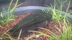 Necturus lewisi