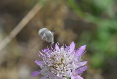 Bombylius niveus