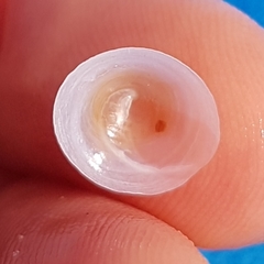 Calyptraea chinensis