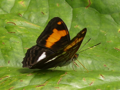 Adelpha jordani