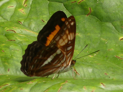 Adelpha jordani
