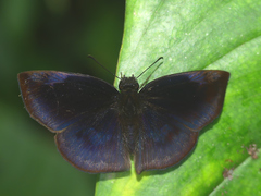 Anastrus neaeris