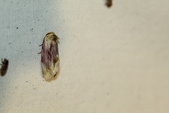 Chamaeclea basiochrea