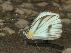 Ganyra phaloe