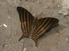 Marpesia livius