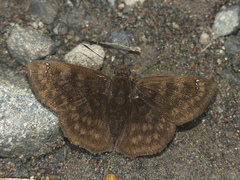 Nisoniades