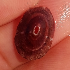 Fissurella nubecula